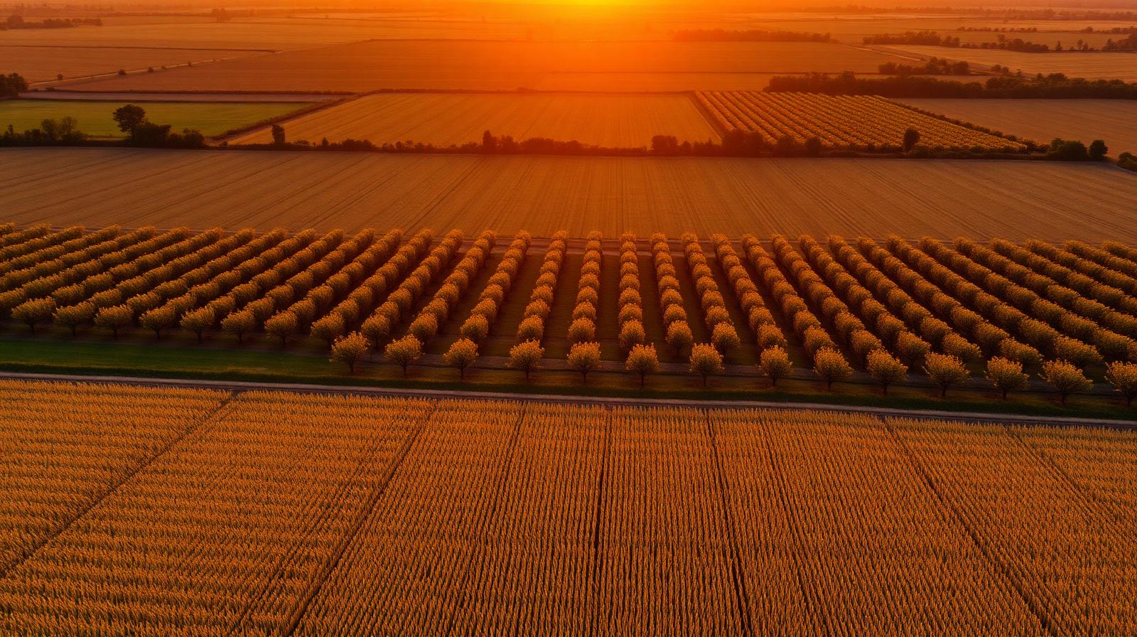 Agricultural fields and orchards at sunset